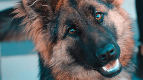 États-Unis : une chienne mène la police à son maître accidenté