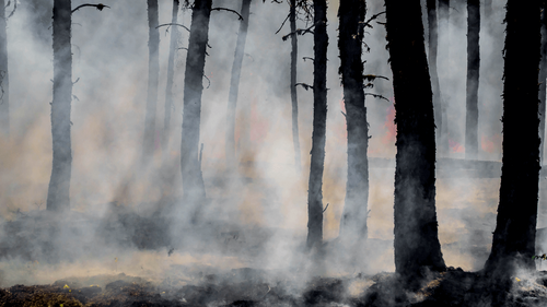 Feux de forêt en France : plus de 47 000 ha de surfaces brûlées