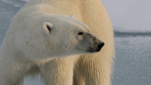 Une touriste française blessée par un ours blanc en Norvège