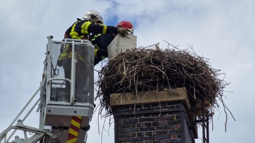 Les pompiers sauvent des cigogneaux orphelins à La Ferté-sur-Chiers