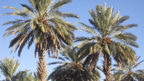 [ SOCIÉTÉ / ENVIRONNEMENT ]: Les palmiers sont de retour au Grau du...