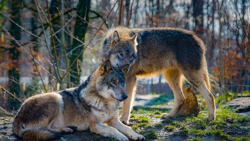 [ SOCIETE ]: 2 loups se sont installés dans le parc national des...