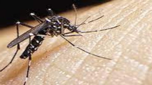 [ ENVIRONNEMENT ] Stop aux invasions des moustiques !