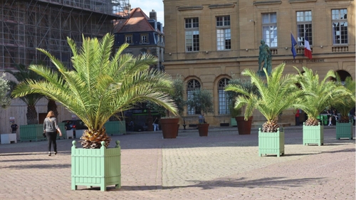 Metz. La ville installe des palmiers et des bananiers au pied de la...