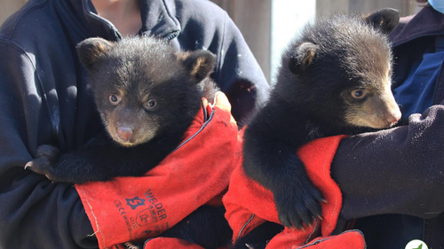 PARC ANIMALIER DE SAINTE-CROIX : Nouvelles naissances d'oursons noirs