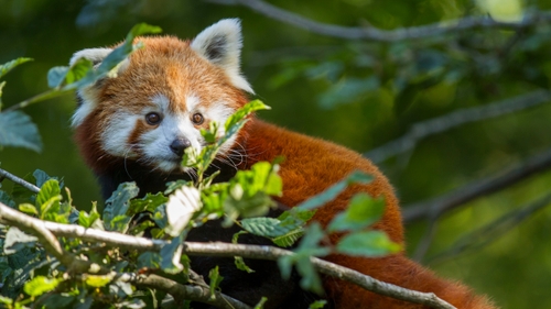 Un nouveau panda roux au Parc Animalier de Sainte-Croix