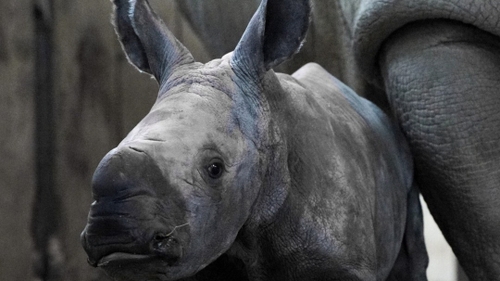 Carnet Rose : un bébé rhinocéros est né au zoo d'Amnéville