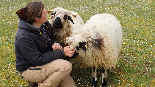 En vidéo : des moutons utilisés comme tondeuses écologiques