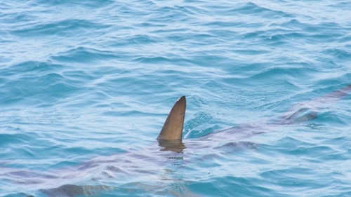 Gironde : un Super-U présente sur son étalage un requin-renard