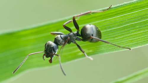 Les fourmis capables de détecter les cancers ?