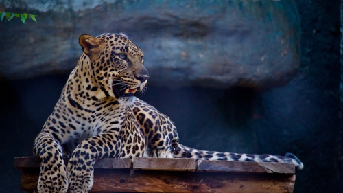 Le zoo de Bordeaux-Pessac annonce la naissance d’un bébé jaguar
