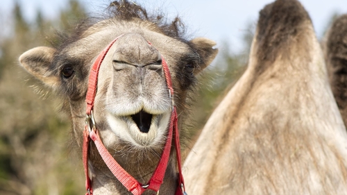 Des chameaux botoxés exclus d'un concours de beauté 