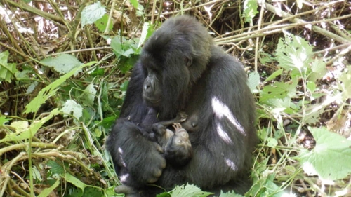 RDC : Nouvelles naissances de bébés gorilles dans le parc des Virunga