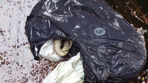 Quinze pythons retrouvés morts dans un canal près de Lille