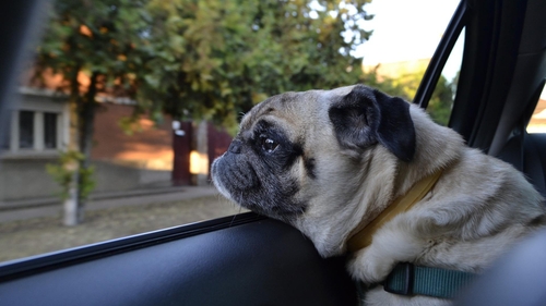 Condette : des chiens enfermés dans un van en plein soleil, le...