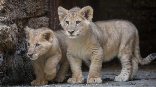 Pairi Daiza annonce la naissance de deux lionceaux