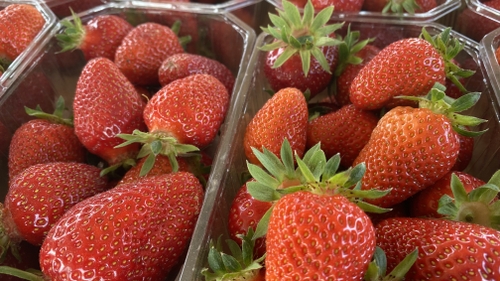Mangez vite les fraises d’Alsace !