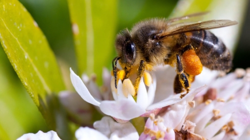 Aveyron : une après-midi dédiée aux abeilles à Micropolis
