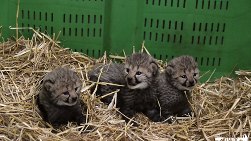 Montpellier : trois bébés guépards au parc de Lunaret