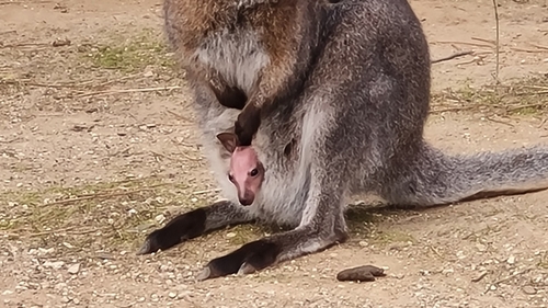 Gard : un bébé kangourou au jardin animalier de Mialet