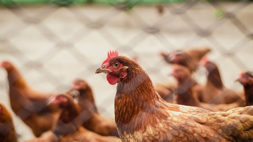 Grippe aviaire : le risque diminué en "niveau modéré"