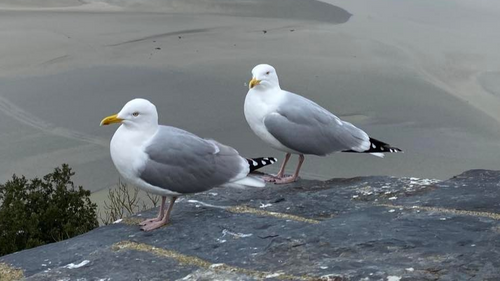 Influenza aviaire : des goélands meurent sur le littoral calvadosien