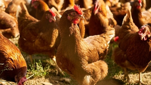 Grippe aviaire : un premier cas détecté en Sarthe