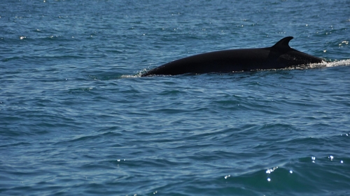 Normandie : une baleine observée dans la Seine