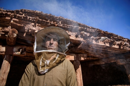 Au Maroc, les abeilles désertent le plus ancien rucher au monde
