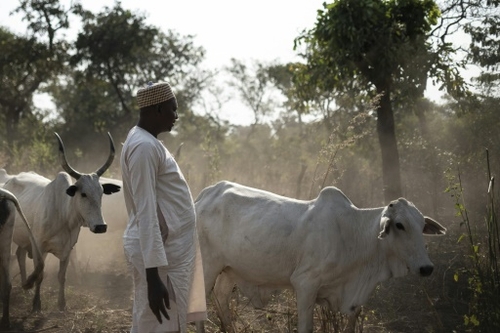 Centrafrique: des éleveurs pris en tenaille entre milices et...