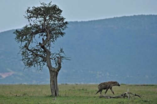 Kenya: deux personnes tuées par des hyènes près de Nairobi