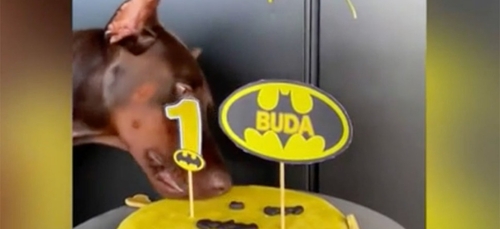 Maluma célèbre l'anniversaire de son chien Buda avec une fête (vidéo)