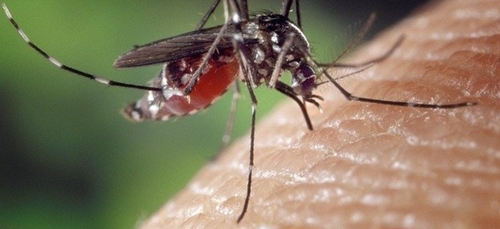 Environnement : moins se faire embêter par les moustiques grâce à...