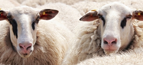 Vineuil : 80 moutons disparaissent, un appel à témoin est lancé
