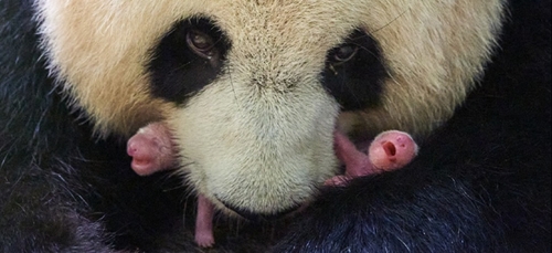 ZooParc de Beauval : les deux bébés pandas de Huan Huan sont nés