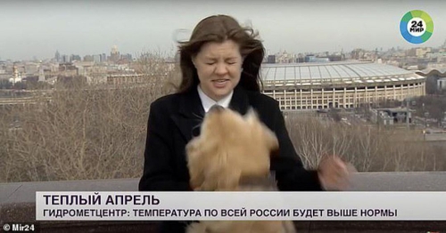Un chien attrape le micro d'une journaliste en direct