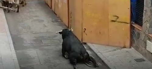 La vidéo d'un taureau tentant de fuir un corrida renverse le net