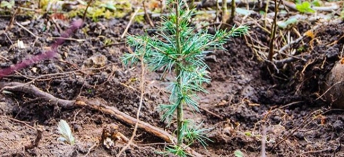 Reforest’Action : un abonnement mensuel pour planter des arbres !