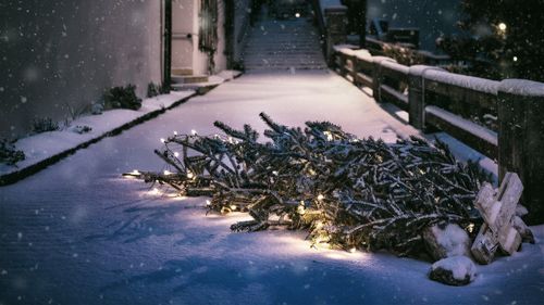 Des sapins de Noël volés sur un rond-point à Chinon