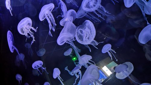 Le Muséum-Aquarium de Nancy lance un appel à témoignage