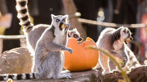 Halloween : le parc animalier de Sainte-Croix commence sa...