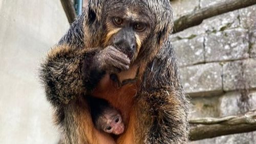 Un bébé Saki à face blanche est né au zoo de Besançon