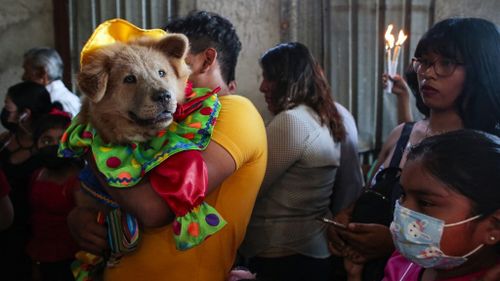 Nicaragua : les chiens en habits de fête pour célébrer San Lazaro