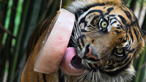 Rome : des glaces pour les animaux du zoo face à la canicule