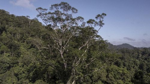 Brésil : le plus grand arbre de l'Amazonie enfin atteint par les...