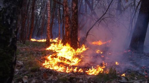 Gironde : 75 hectares brûlés dans le Médoc