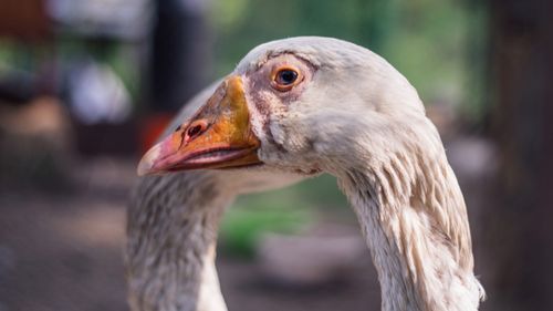 Gironde : Un cas de grippe aviaire détecté à Blanquefort