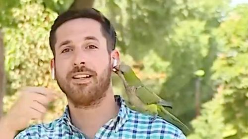 Chili : un journaliste se fait voler son écouteur par un perroquet...
