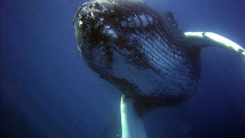 Une baleine découverte échouée sur une plage du Porge