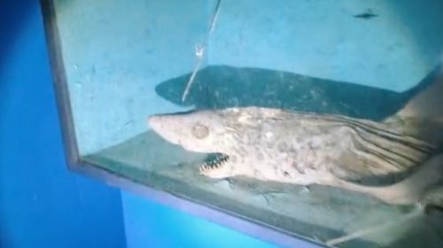 Espagne : un requin momifié retrouvé dans un aquarium abandonné